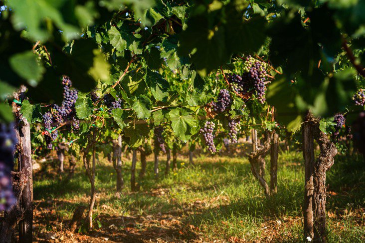 Vines