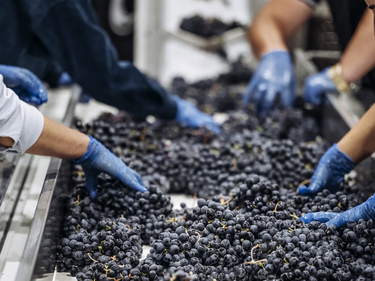 Winery - Reserve Selection