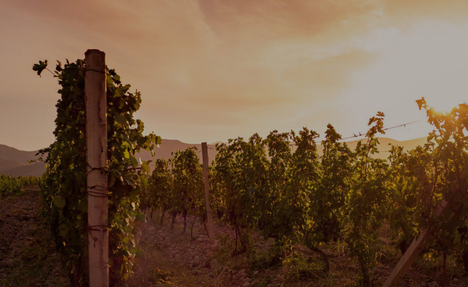Aghavnadzor vineyard
