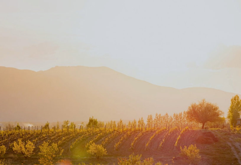 Rind vineyard